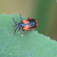 Lema confusa - Shining Leaf Beetle