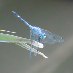 Thornbush Dasher (Micrathyria hagenii)