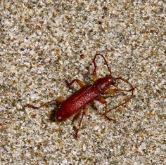 Ceresium unicolor