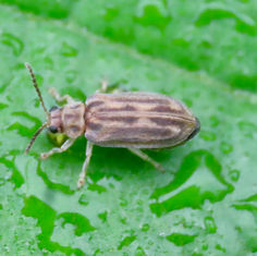 Leaf Beetles (Genus Yingaresca)