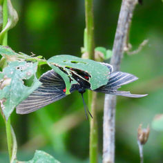 White-rayed Metalmark (Melanis Cephise)