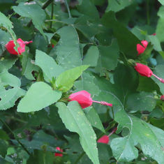 Turk's Cap (Malvaviscus arboreus)
