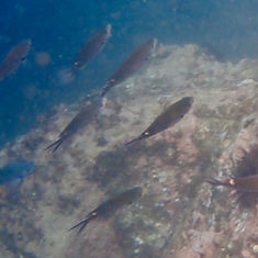 Scissortail Chromis (Azurina atrilobata)