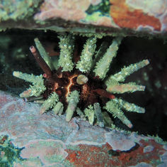 Slate Pencil Urchin (Eucidaris thouarsii)