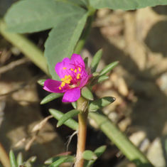 Shaggy Portulaca (Portulaca pilosa)