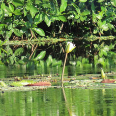 Dotleaf Waterlily (Nymphaea ampla)