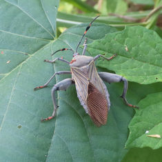 Pachylis nervosus - Leaf-footed Bug