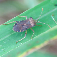 Anasa scorbutica - Squash Bug