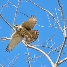 Grey Hawk (Buteo plagiatus) - Juvenile
