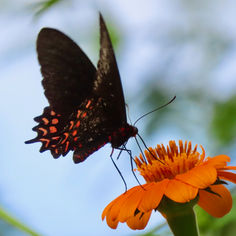 Pink-Spotted Cattleheart (Parides photinus)