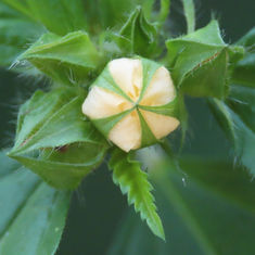 Three-lobe False Mallow (Malvastrum coromandelianum)
