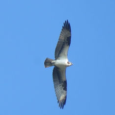 Osprey (Pandion haliaetus)