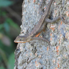 Longtail Spiny Lizard (Sceloporus siniferus)