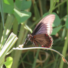 Polydamus Swallowtail (Battus polydamas)