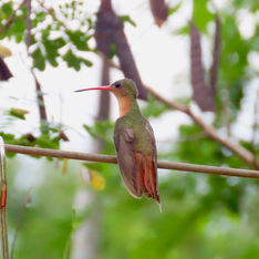 Cinnamon Hummingbird (Amazilia rutila)