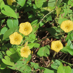Ipomoea microsepala