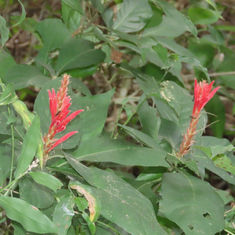 Red Aphelandra (Aphelandra scabra)