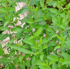 Bushy Lippia (Lippia alba)