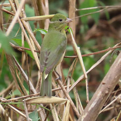 Painted Bunting (Passerina ciris) - Female