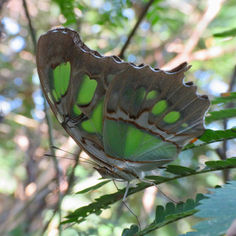 Malachite (Siproeta stelenes)