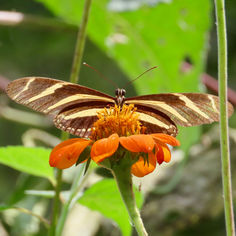 Zebra Longwing (Heliconius charithonia)