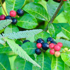 Be Still Tree (Rauvolfia tetraphylla) - Berries