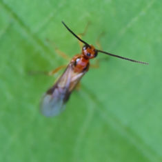 Genus Bracon - Braconid Wasps