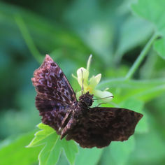 Widespread Bent-Skipper (Cycloglypha thrasibulus)