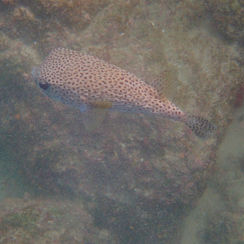Spotted Porcupinefish (Diodon hystrix)