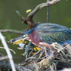 Green Heron (Butorides virescens)