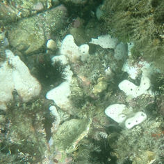 Callyspongia californica