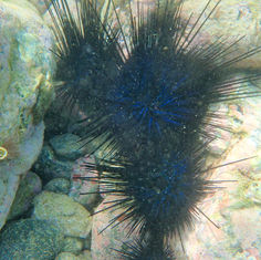 Needle Sea Urchin (Diadema mexicanum)