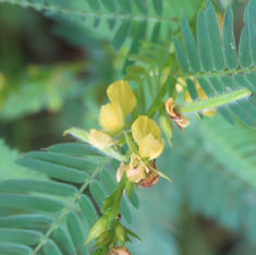 Sensitive Pea (Chamaecrista nictitans)