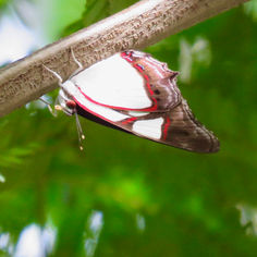 Leading Red-ring (Pyrrhogyra neaerea)