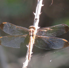 Black-winged Dragonlet (Erythrodiplax funerea)