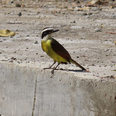 Great Kiskadee (Pitangus sulphuratus)