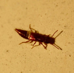 Rove Beetles (Tribe Lathrobiini)