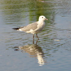Laughing Gull (Leucophaeus atricilla)