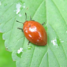 Aegithus melaspis