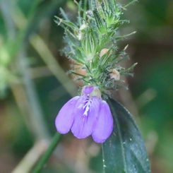 Runyon's Water Willow (Justicia runyonii)