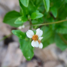 Tridax platyphylla