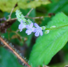 Catstongue (Priva lappulacea)