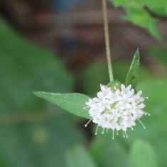 Crusea parviflora
