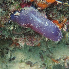 Sea Squirt - Rhopalaea birkelandi 