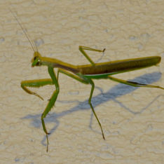 Arizona Mantis (Stagmomantis limbata)