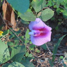 Genus Centrosema