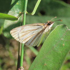 Veined White-Skipper (Heliopetes arsalte)