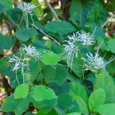 Pom Pom Orchid Tree (Bauhinia divaricata)