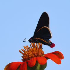 Red-collared Firetip (Mysoria affinis)