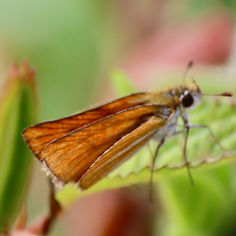 Southern Skipperling (Copaeodes minima)